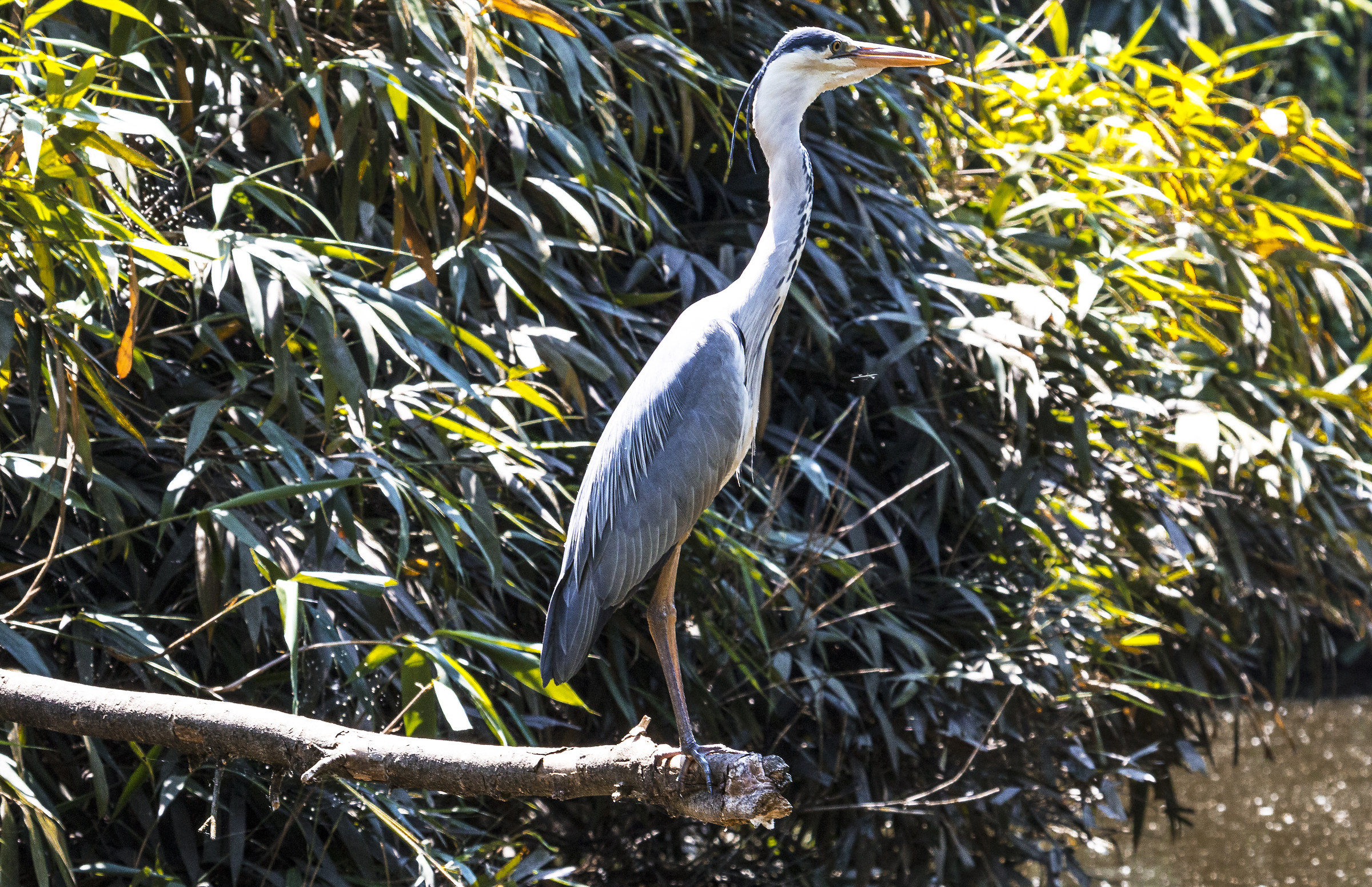 Grey Heron