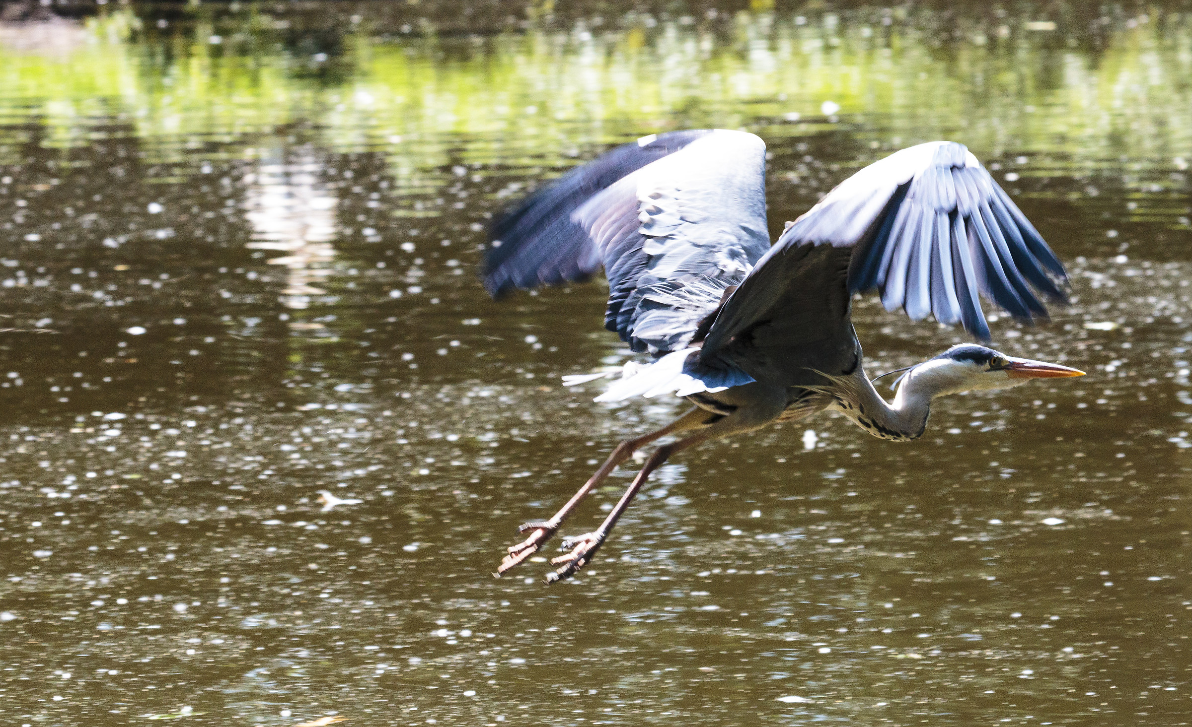 The Grey Heron flies away.