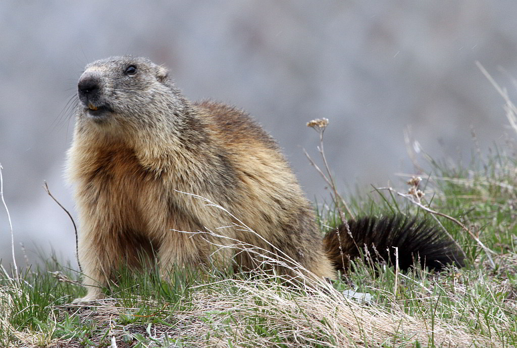 Marmot