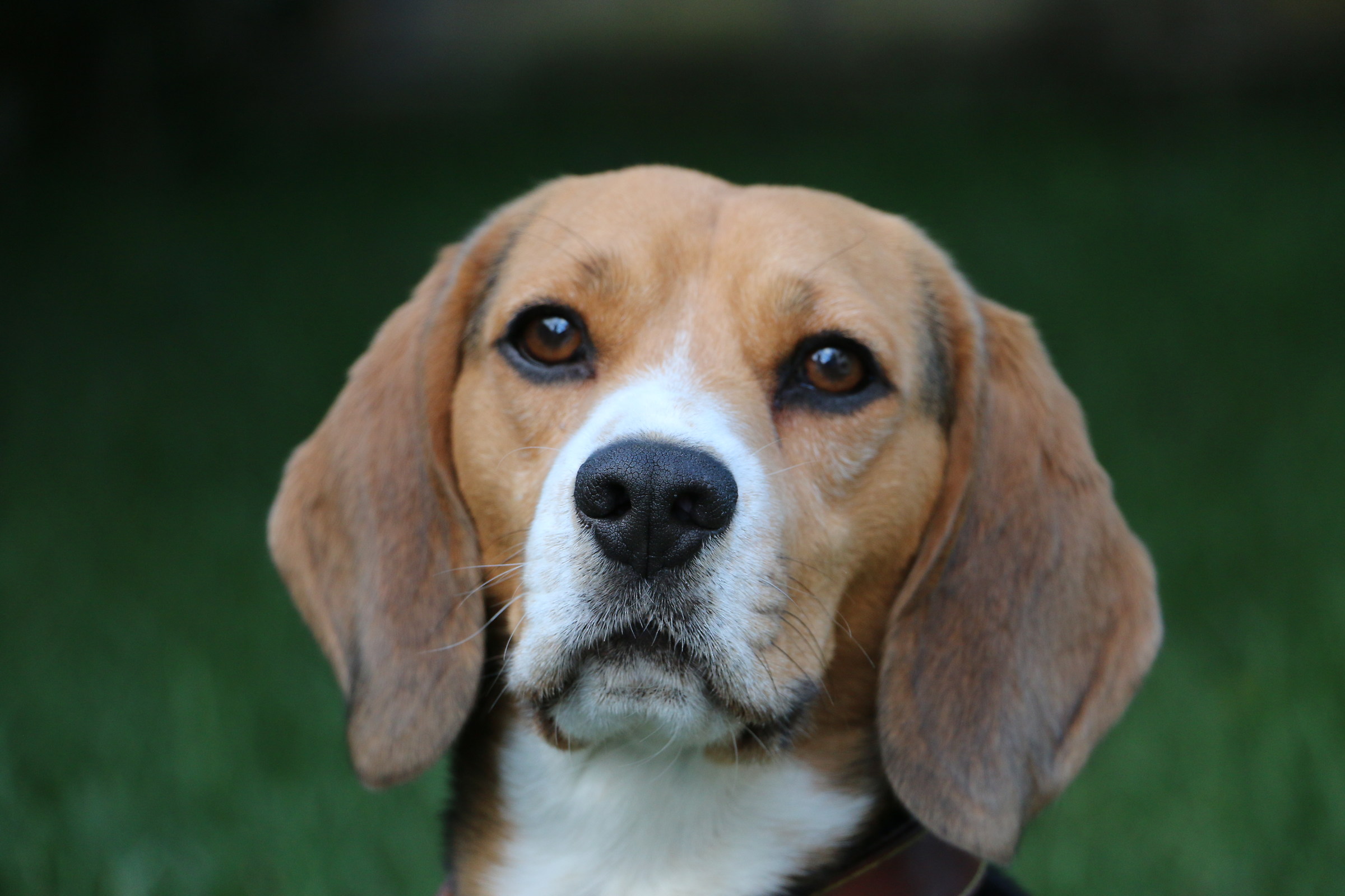 Beagle staid