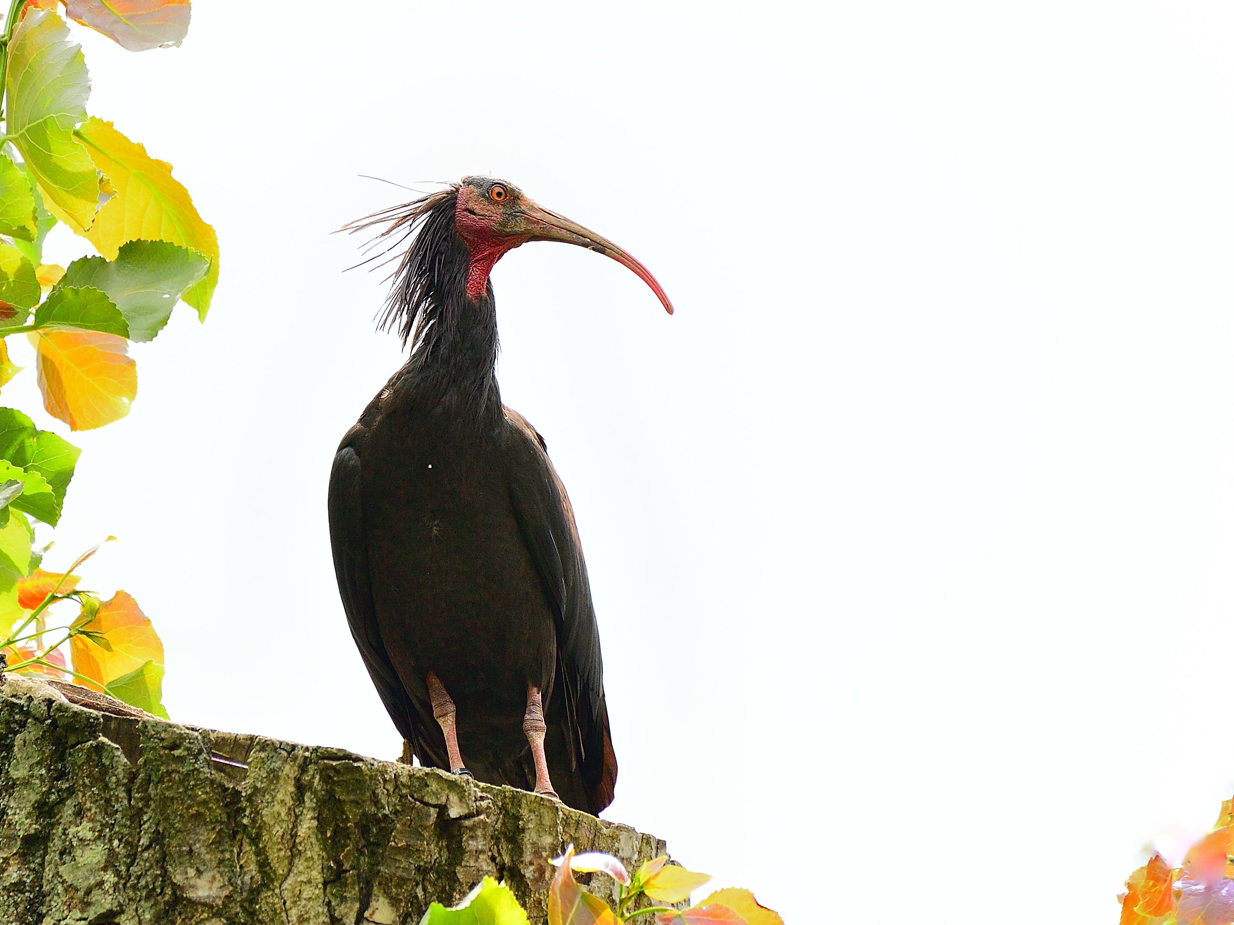 bald ibis