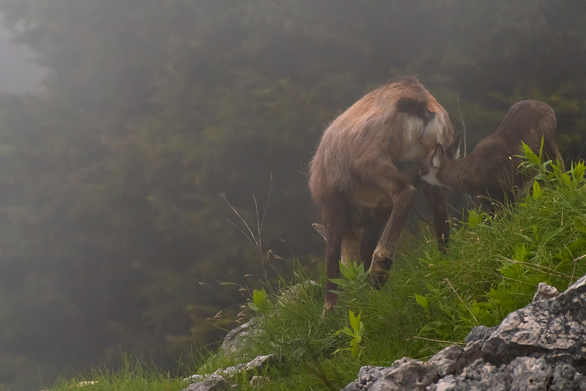 Breastfeeding in the fog