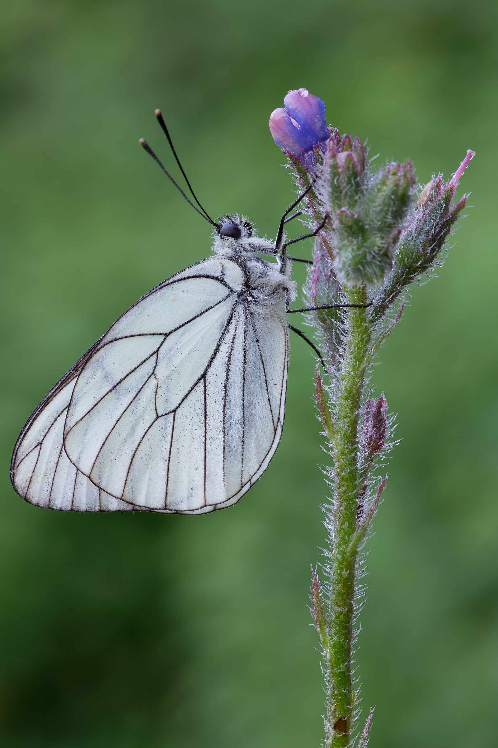 Aporia crataegi on flower