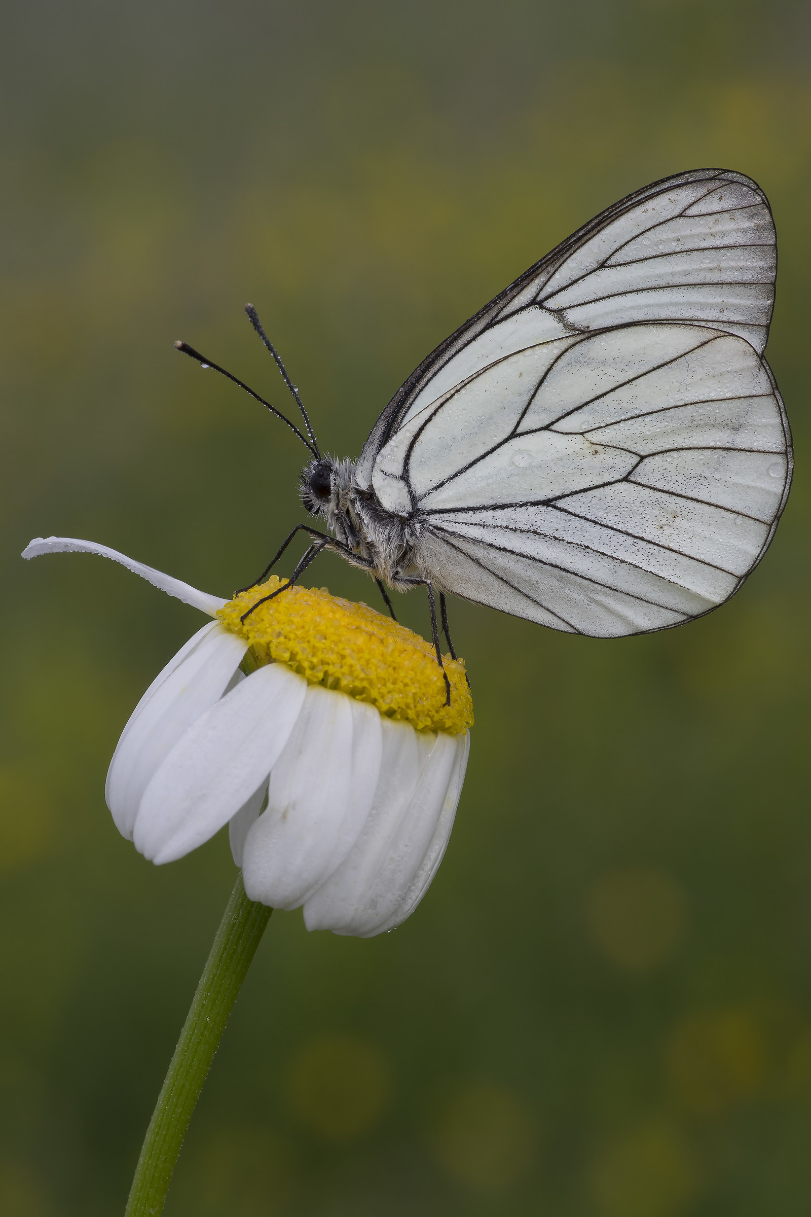 Aporia crataegi on flower