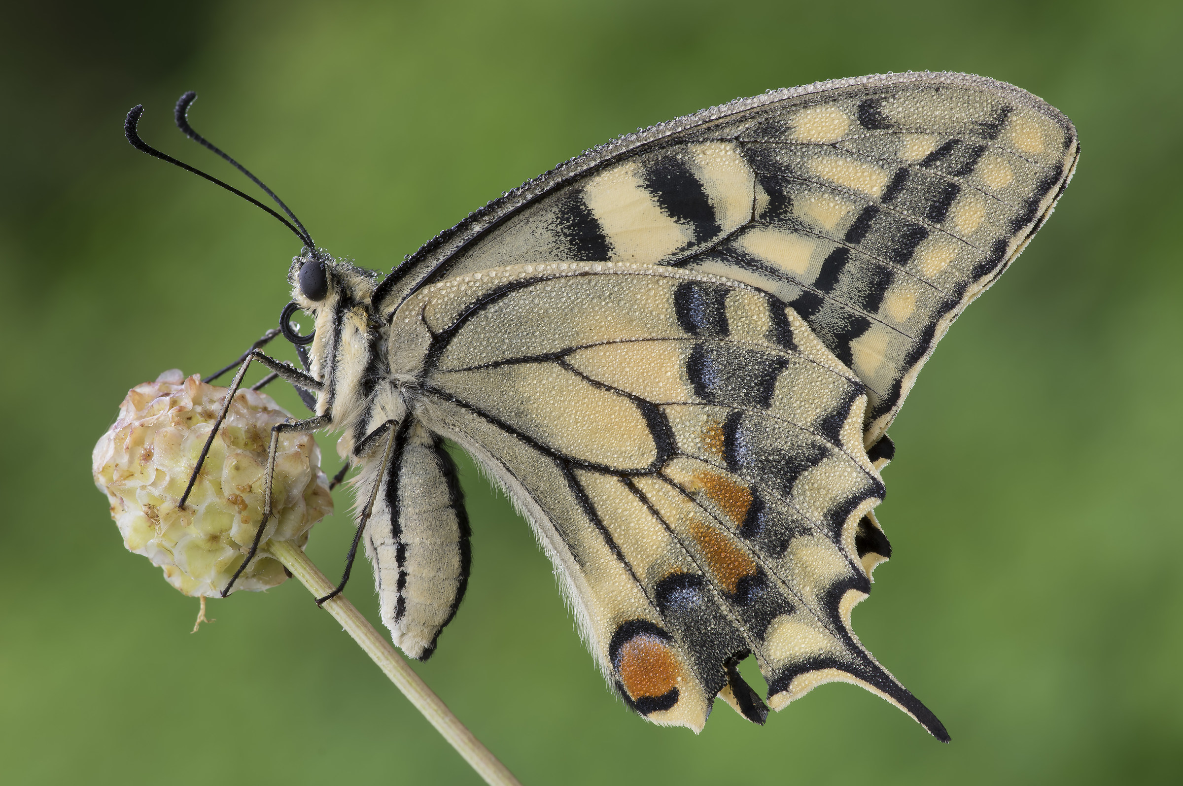 Papilio machaon on flower
