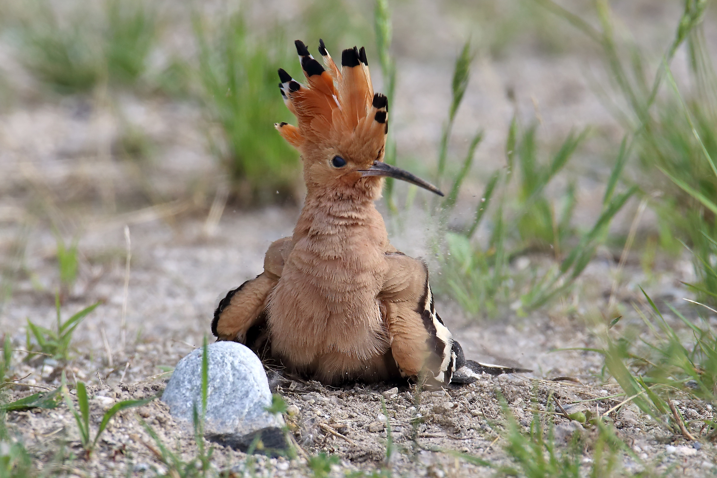 Hoopoe in freedom