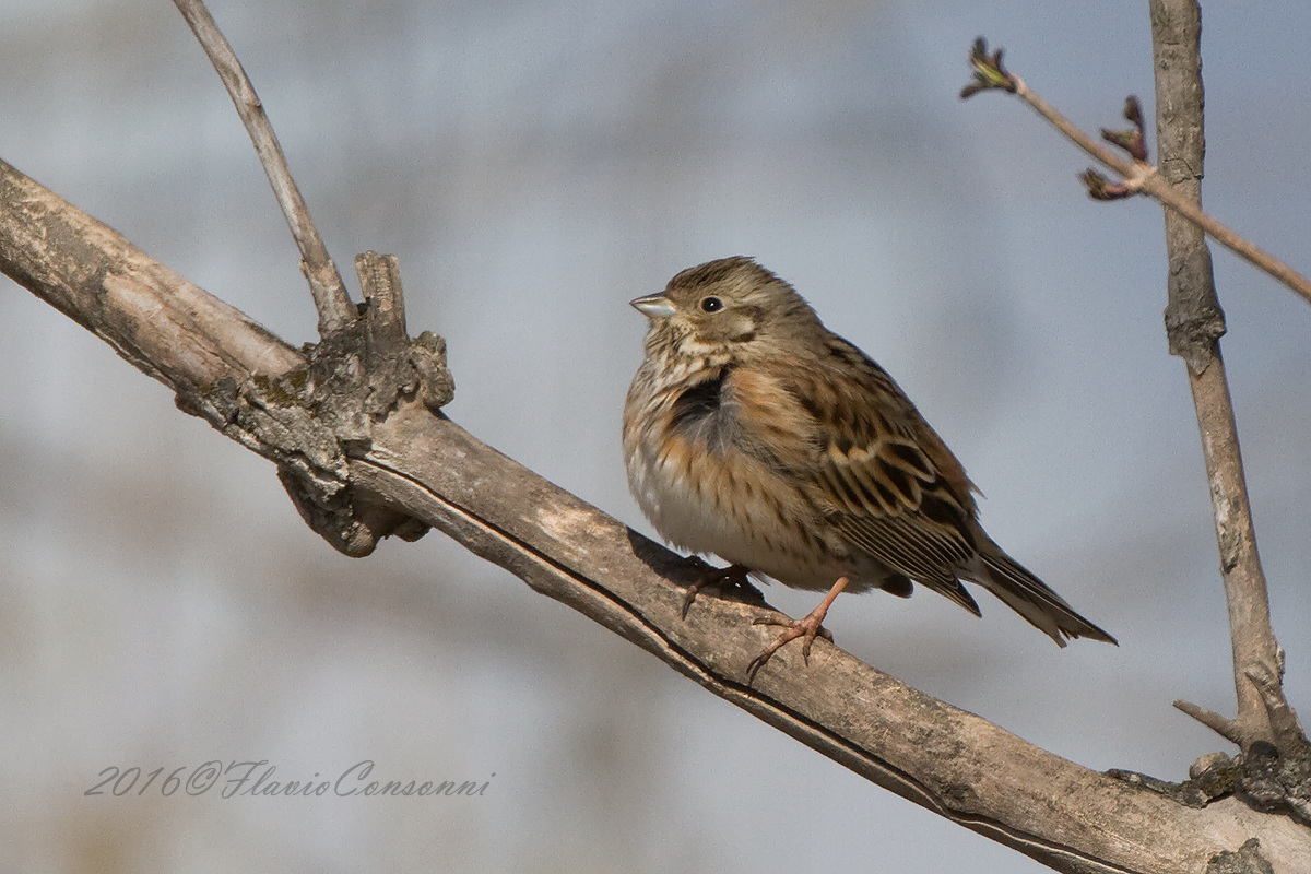 Red-throated bunting Female