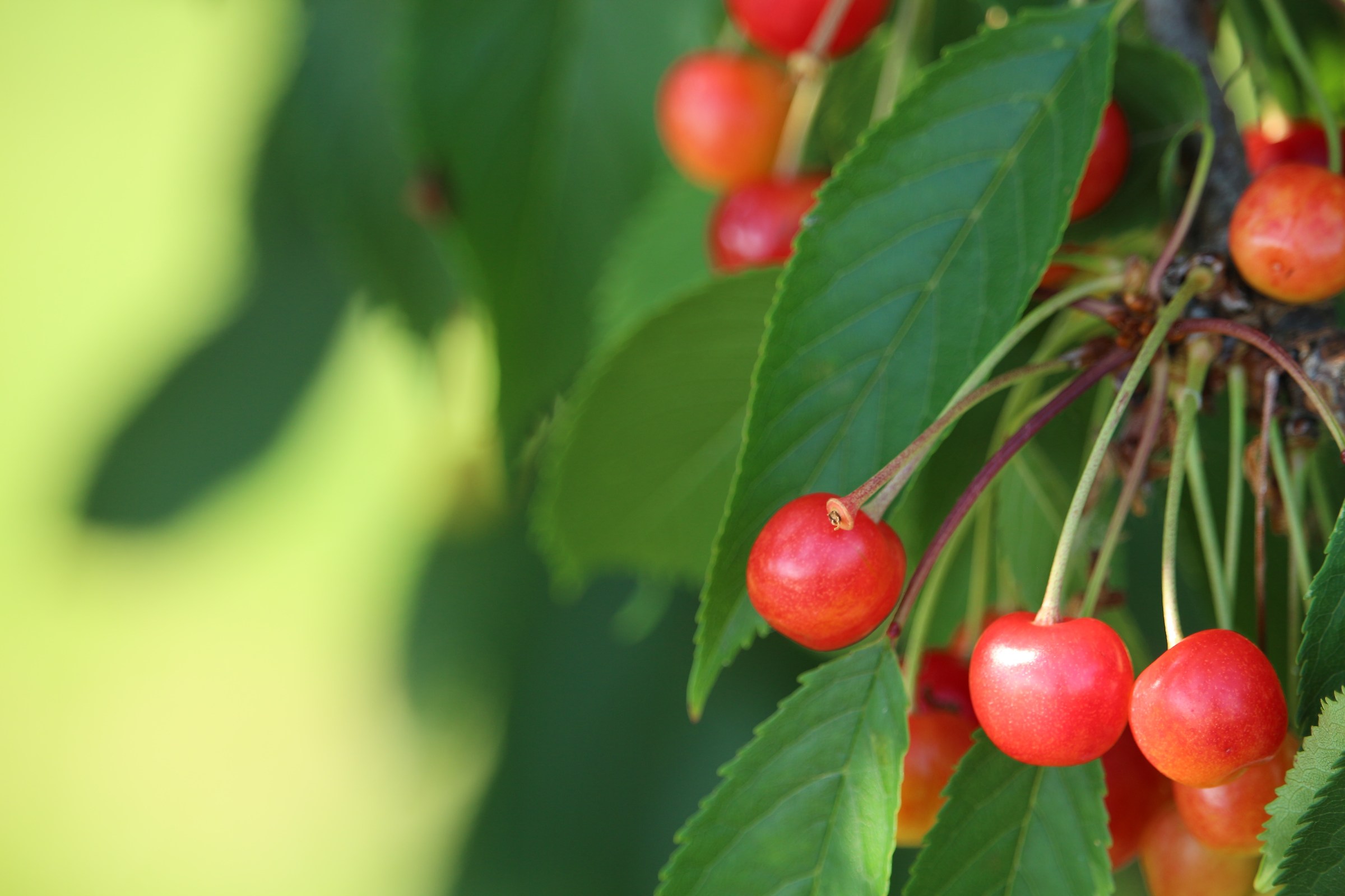 cherries, Canon EOS EF-M S55-250mm ISO 100 ƒ / 5 1/80