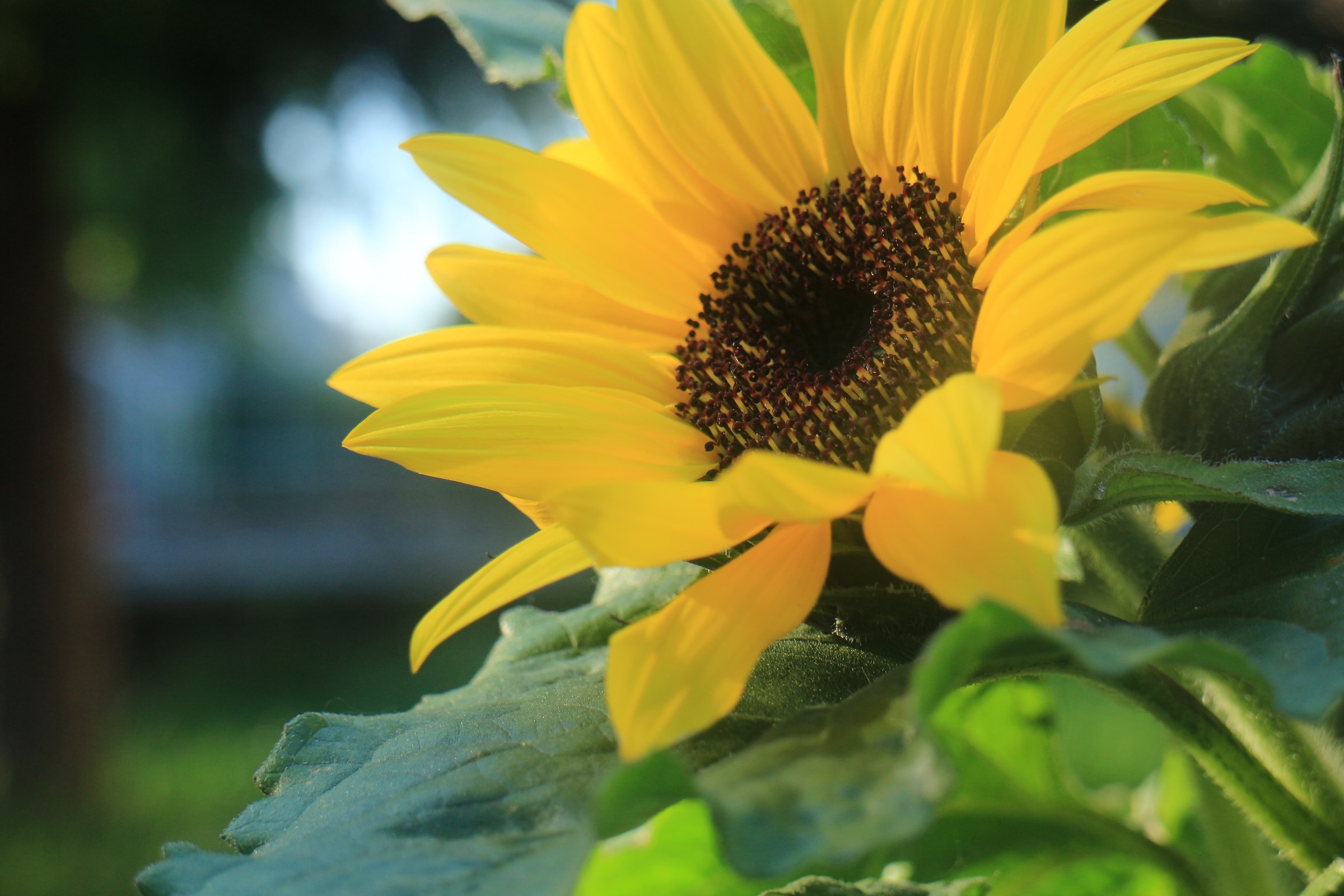 sunflower, canon ef-m m 18-55 ISO400 ƒ / 8 1/200