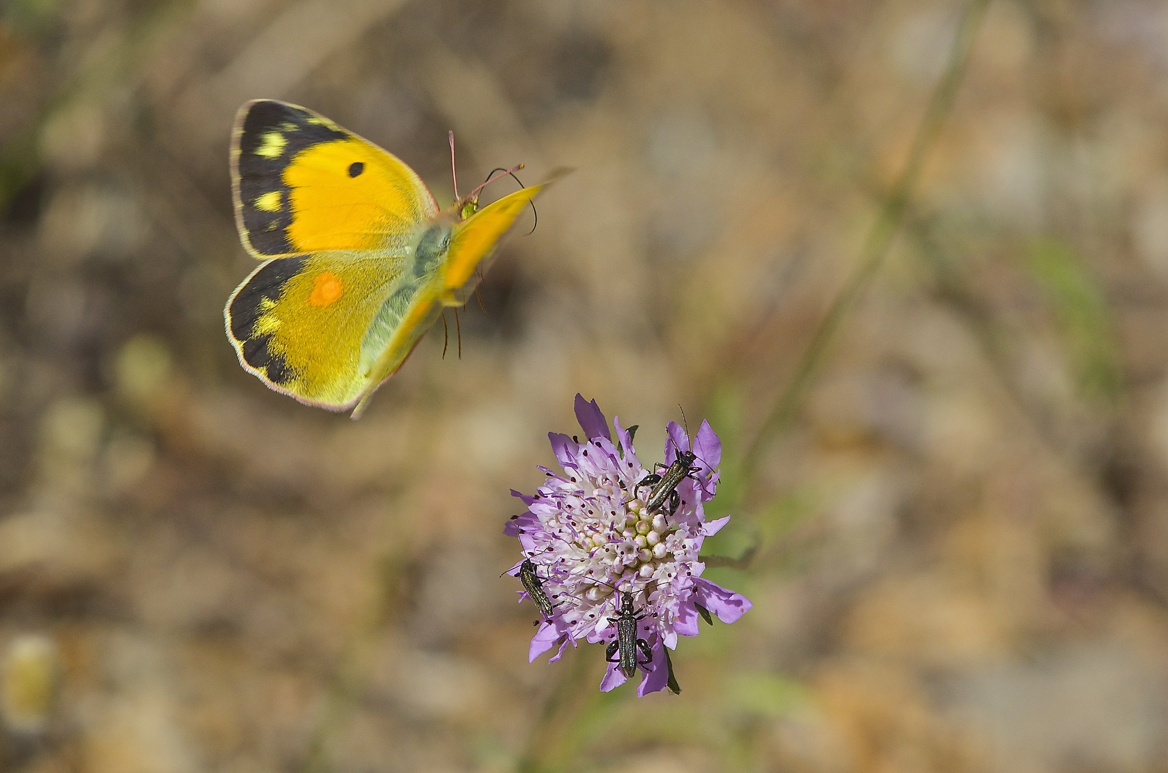 Colias in volo