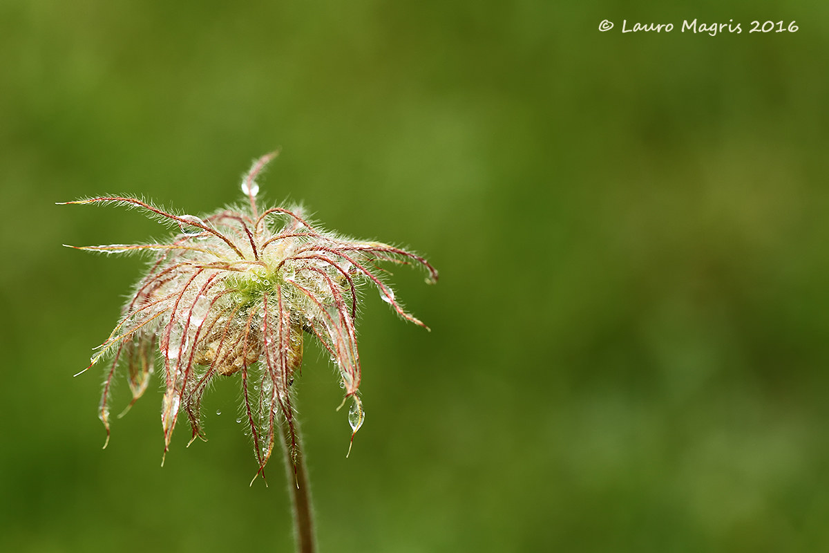 Mountain Avens