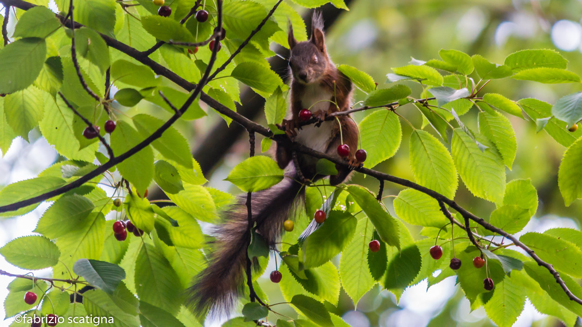chipmunk and cherries