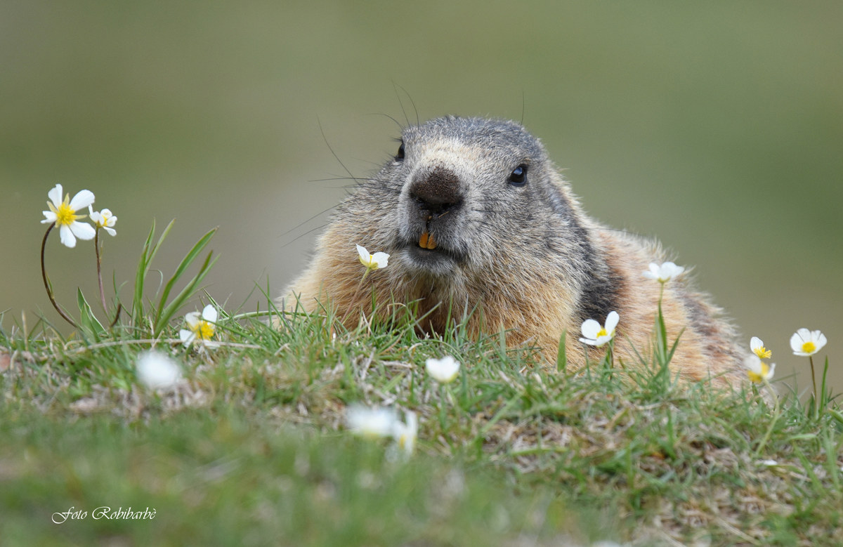 Marmotta...