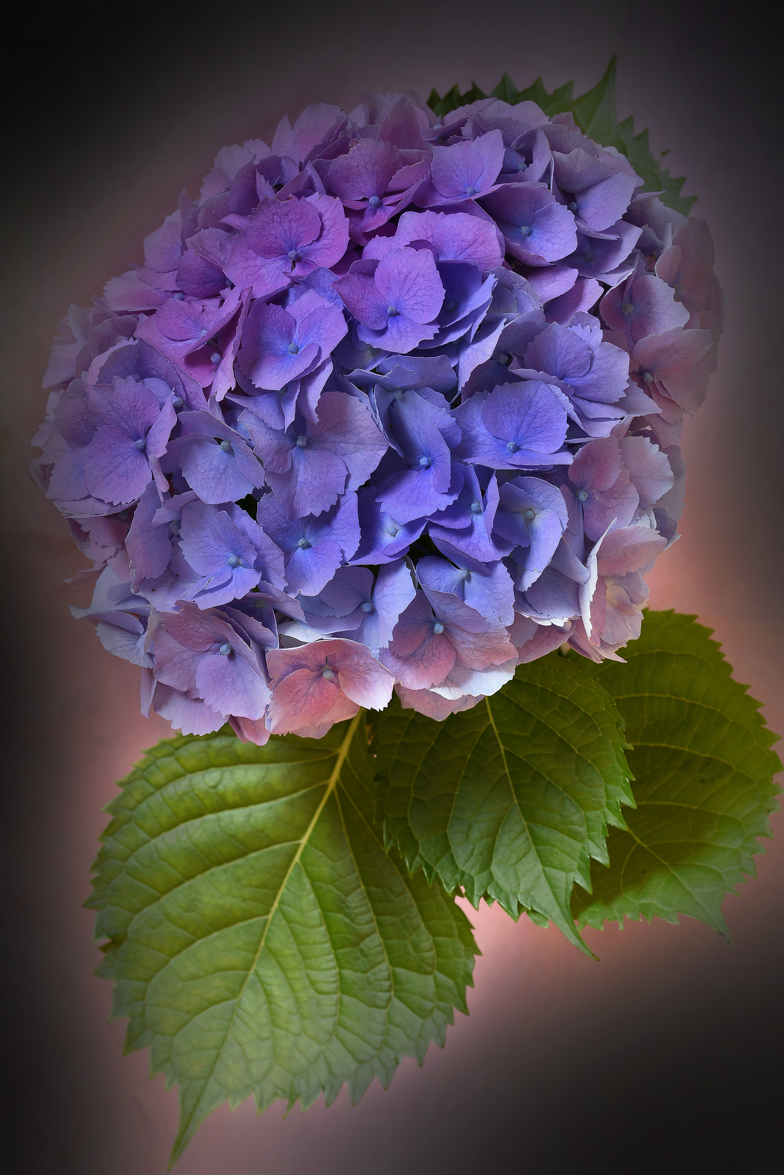 hydrangea