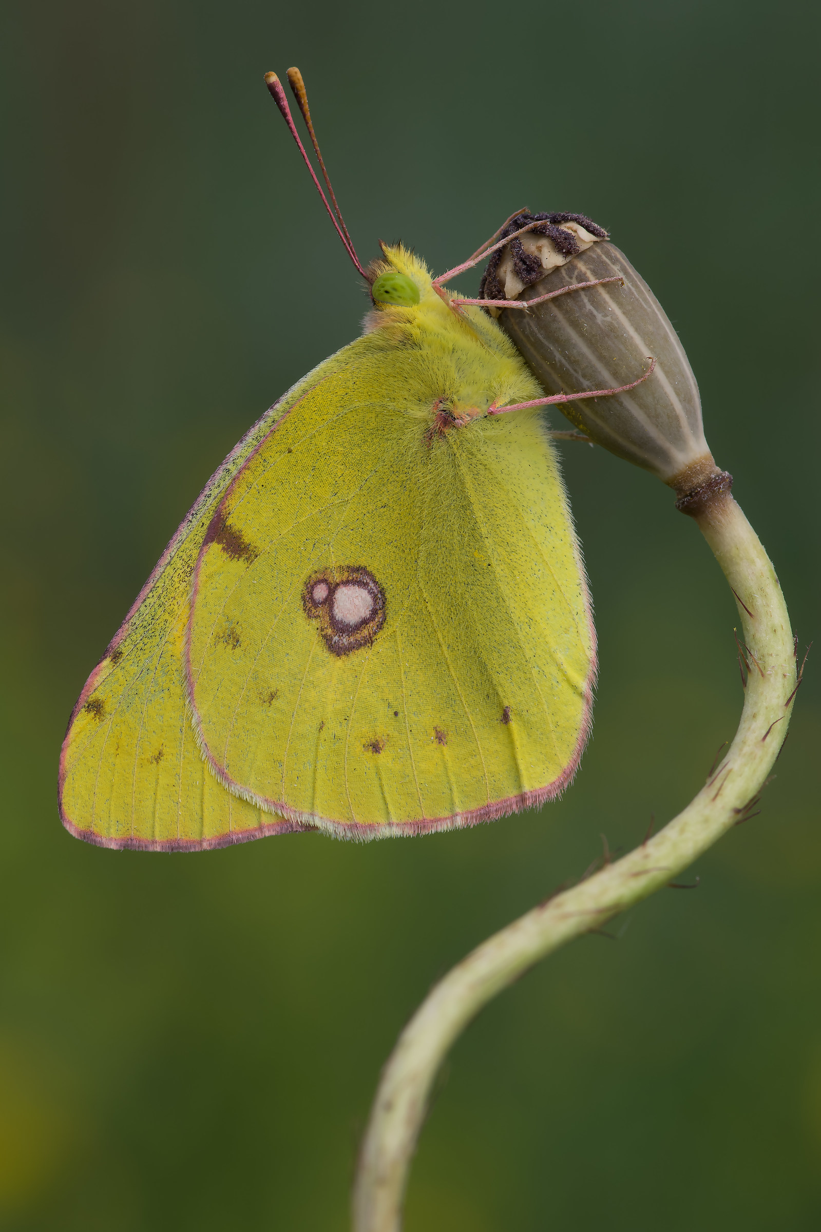 Colias croceus