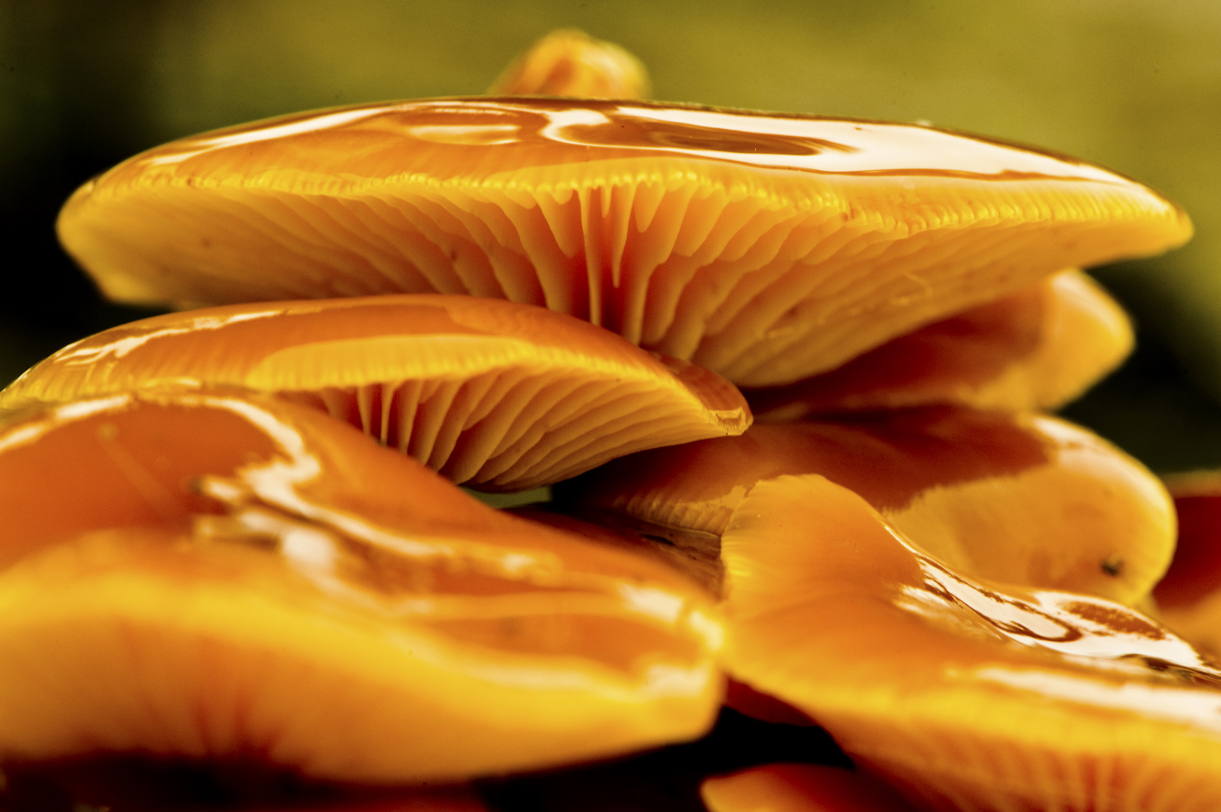 Semplicemente brillante