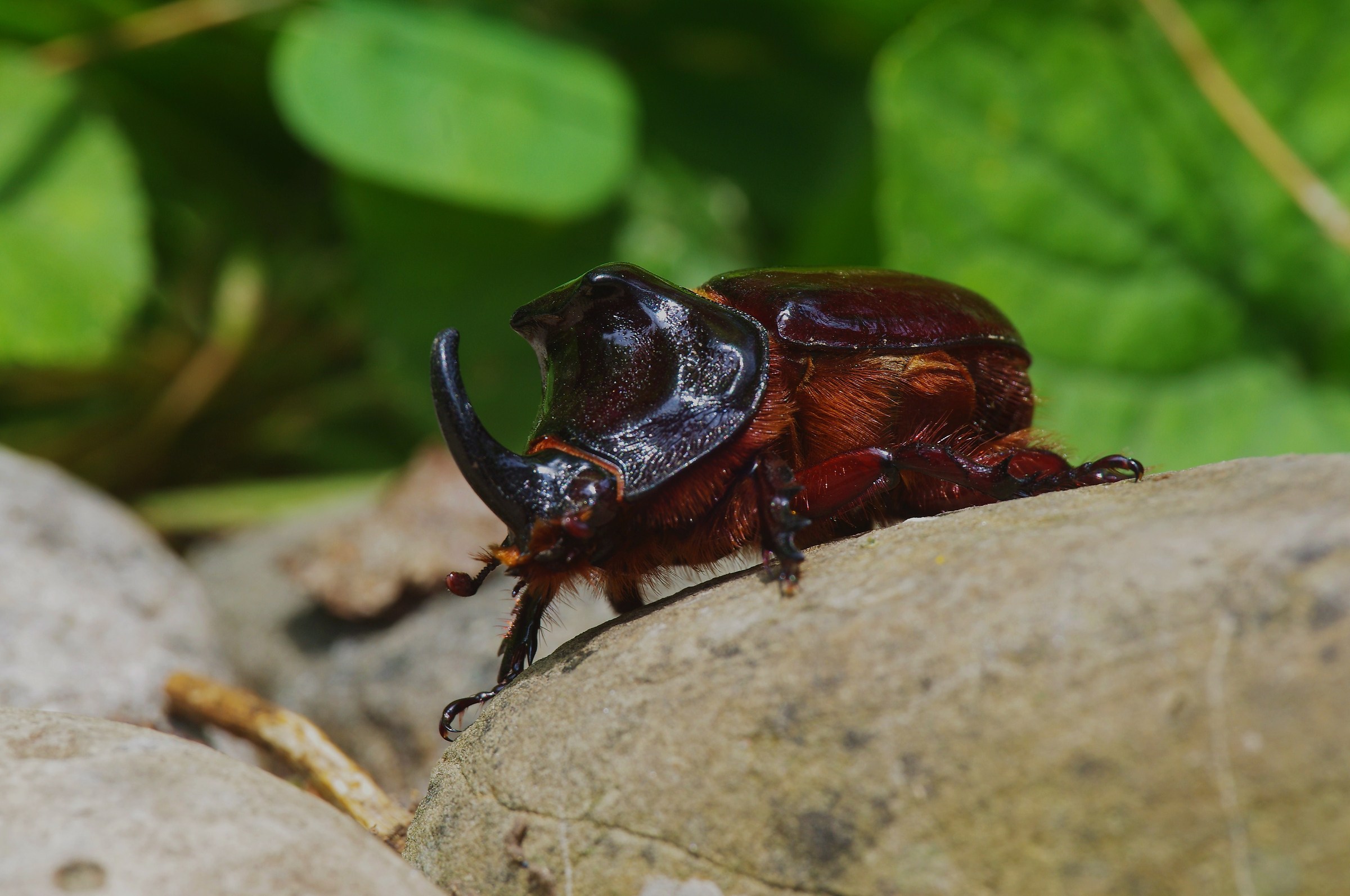 rhinoceros beetle