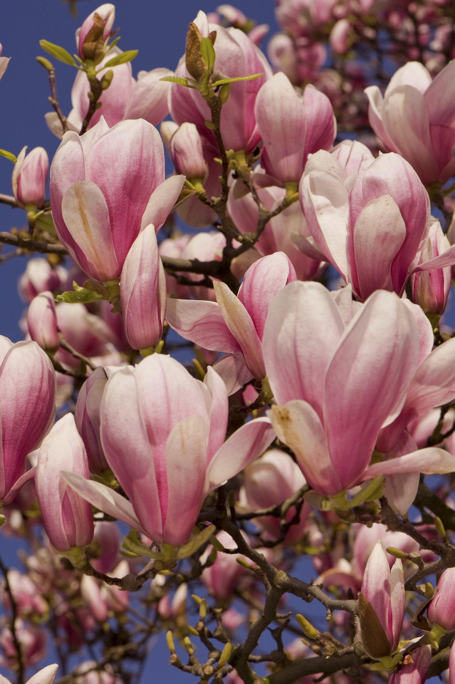 Dal basso verso l' altro