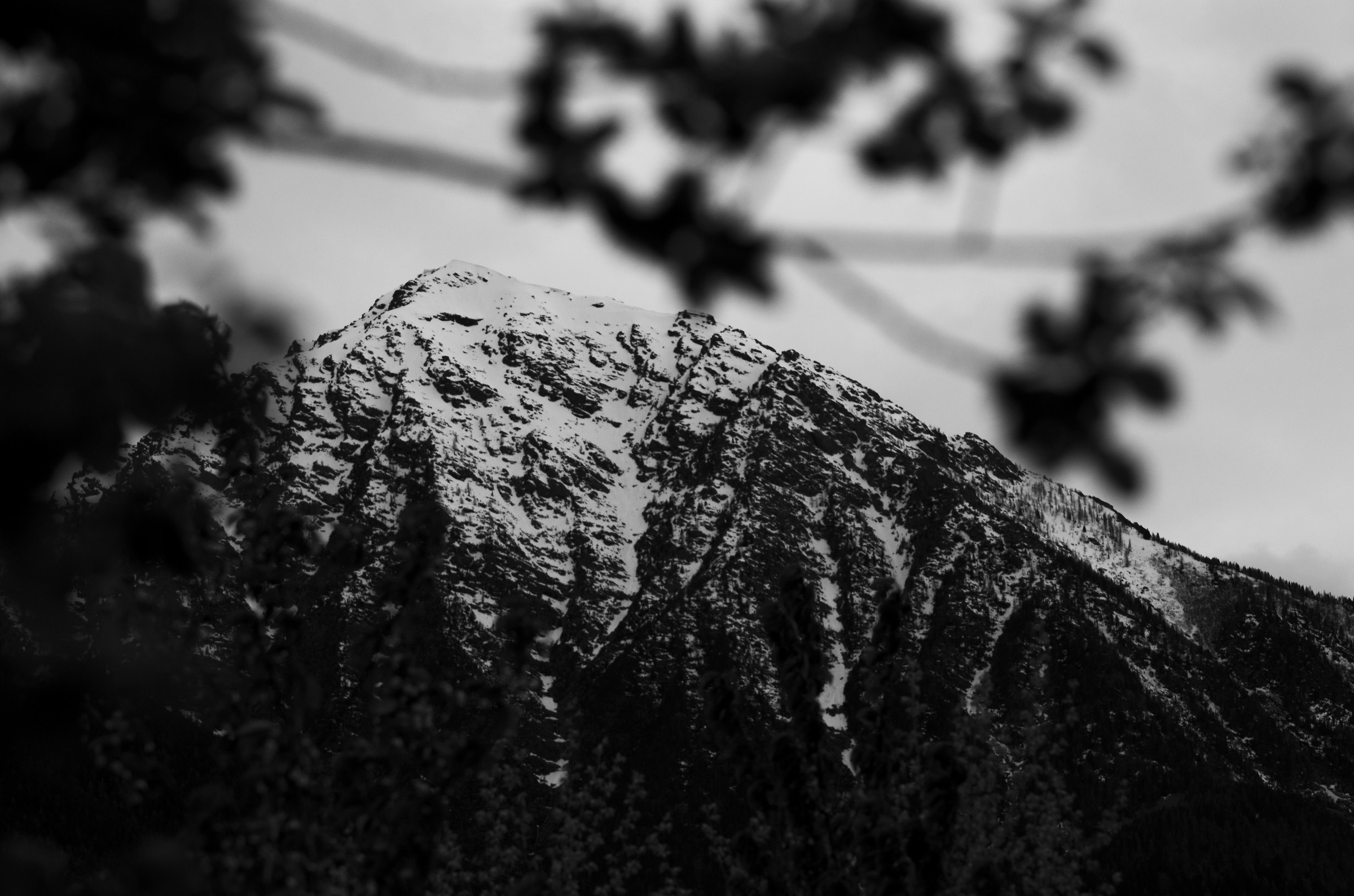 Mountain branch with blurred foreground