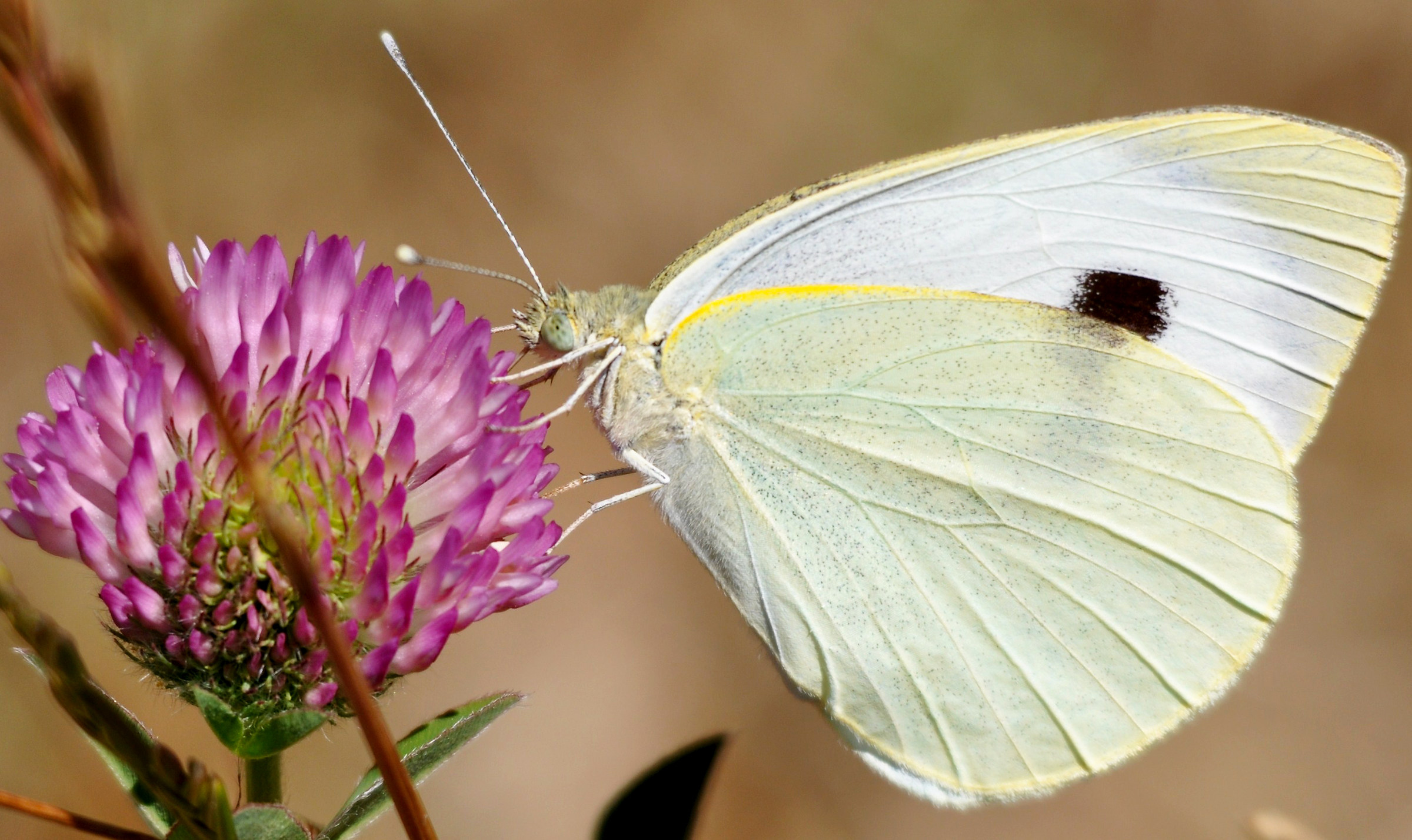 Pieris rapae