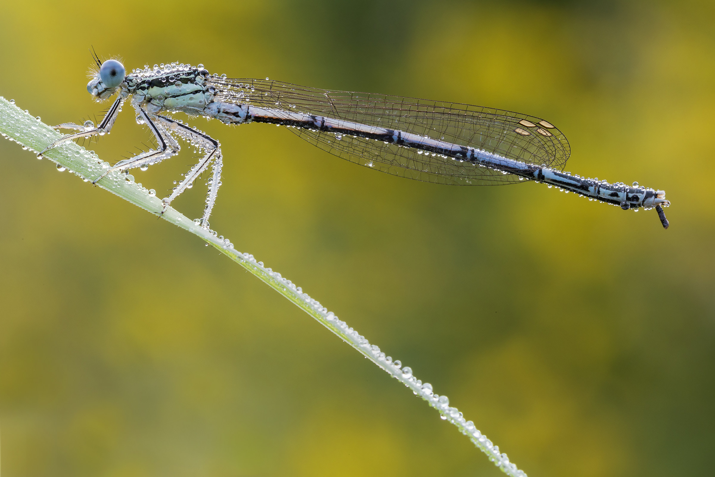 Platycnemis pennipes (Pallas, 1771)