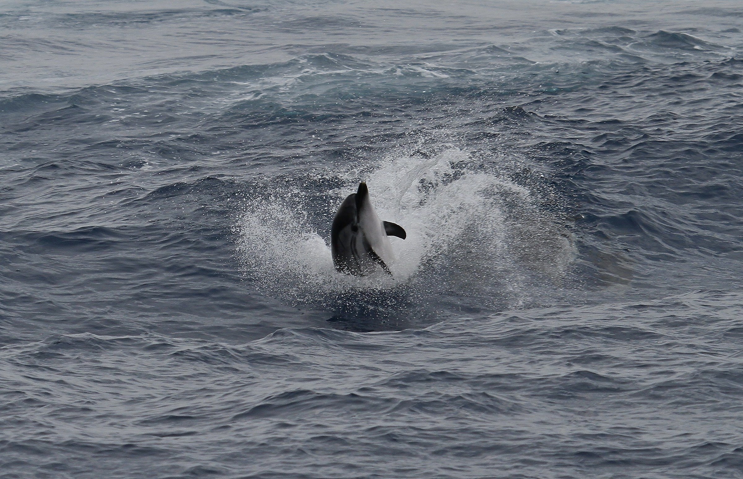 stenella striata Imperia