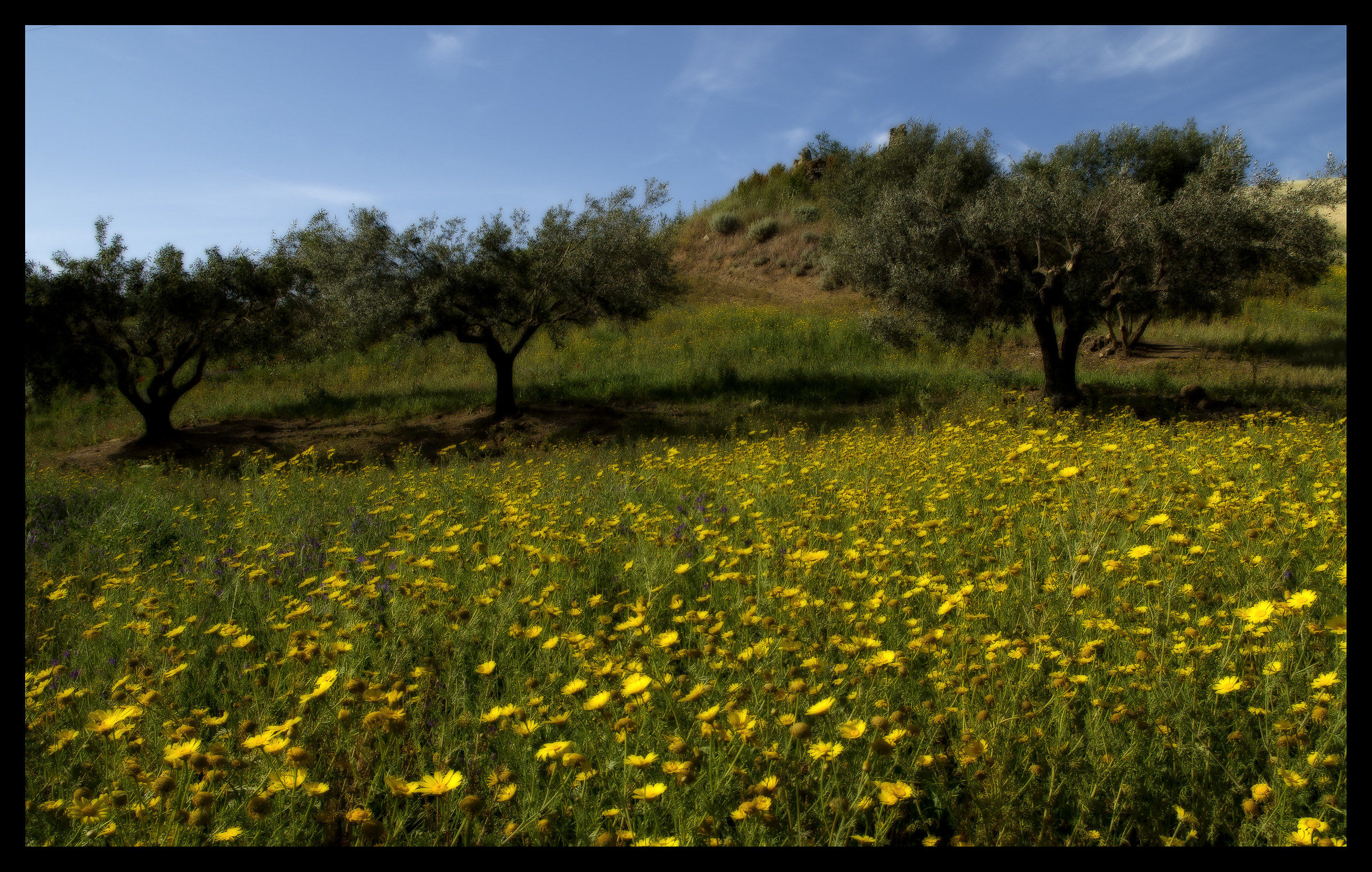Ulivi e margherite
