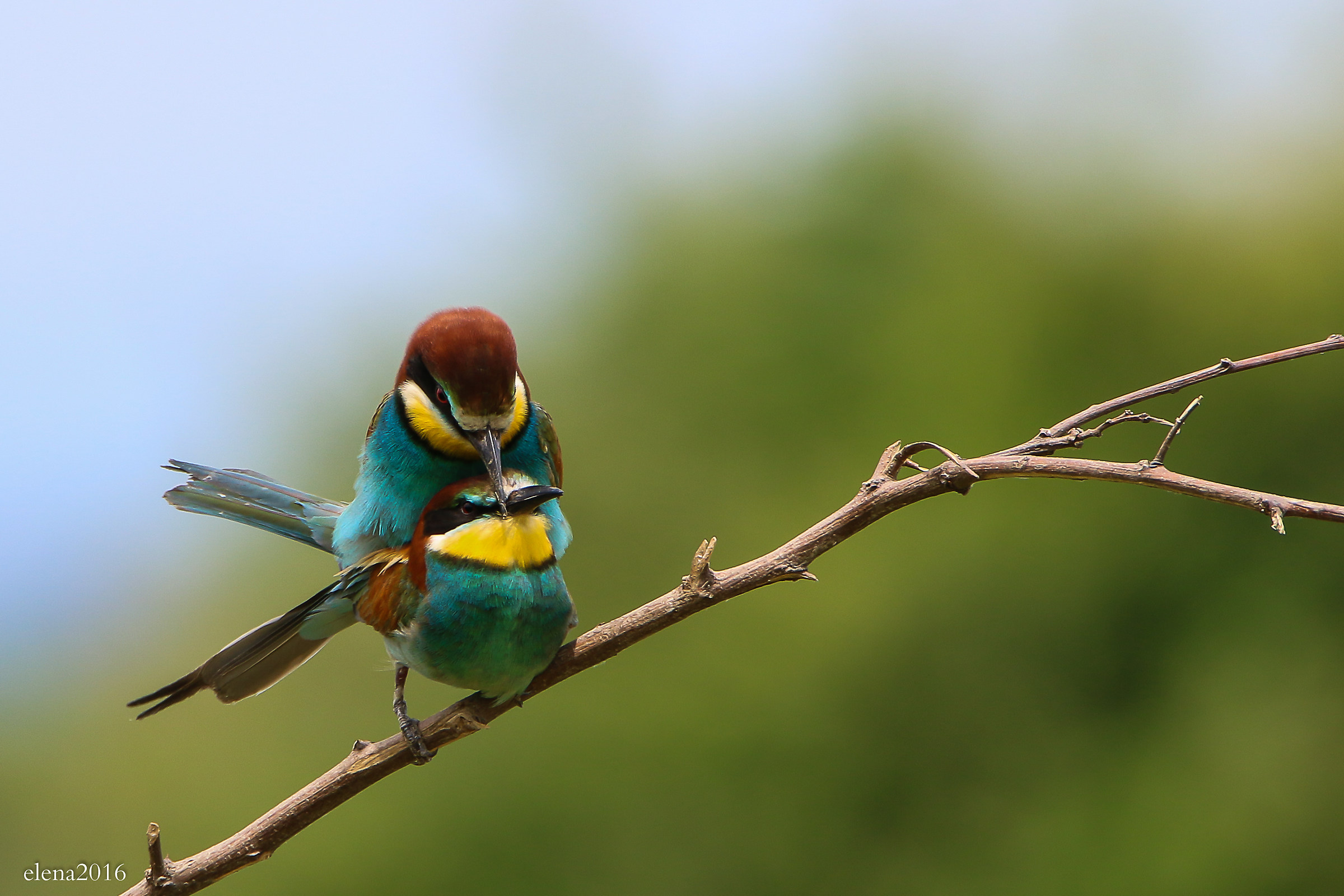 Pair of bee-eaters