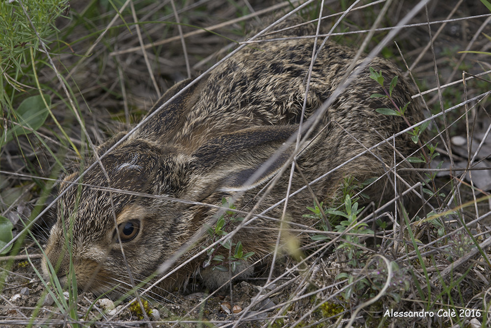 Lepus europaeus (European Hare) 3468