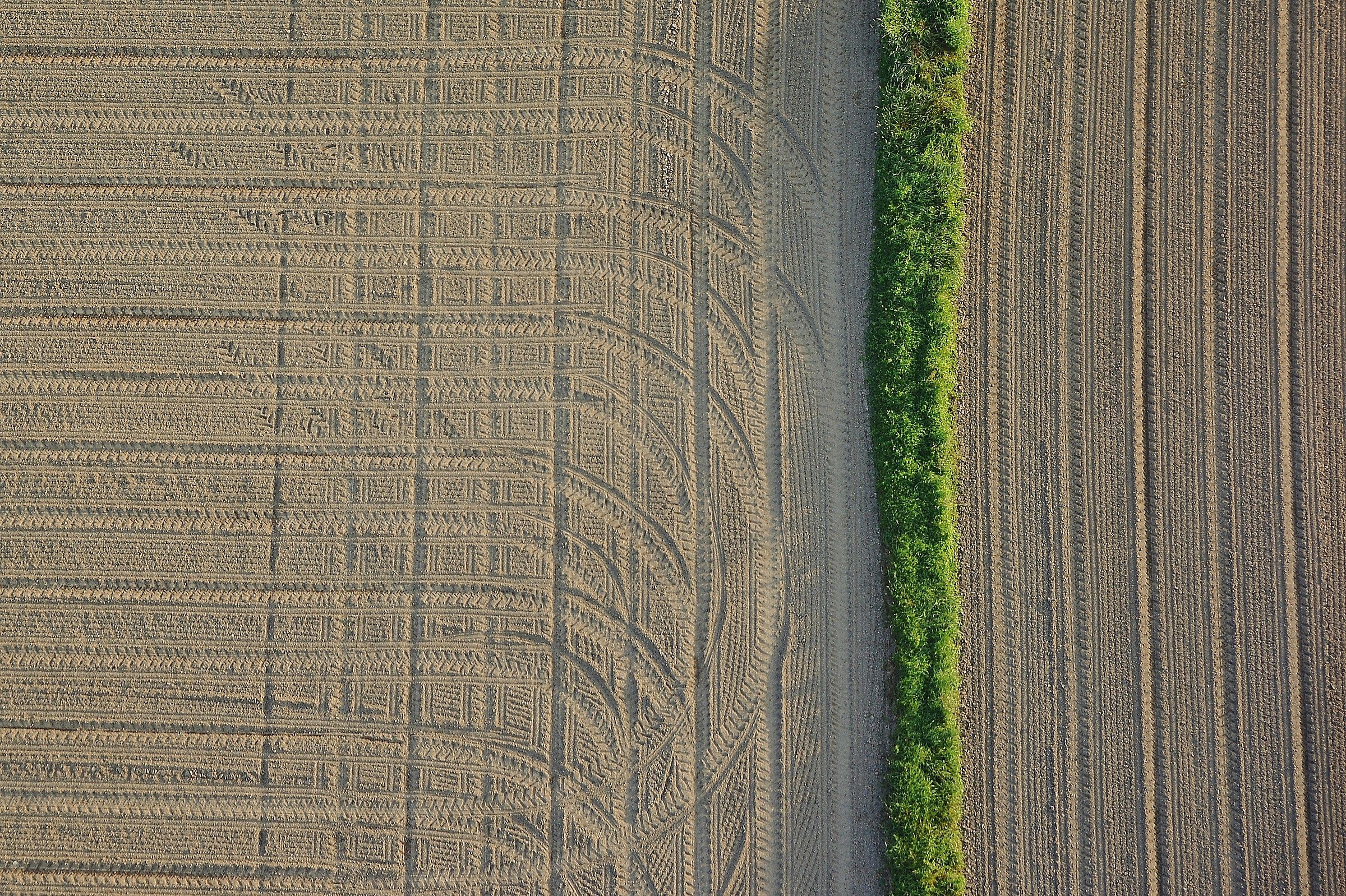cultivated field