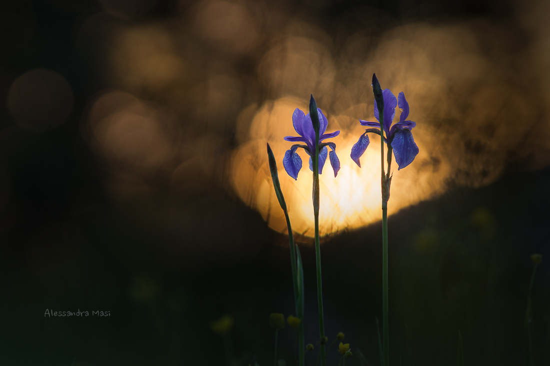 Iris sibirica all'alba
