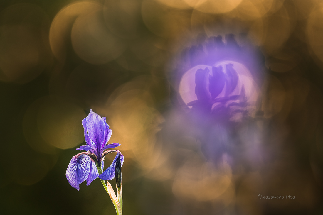 Iris sibirica the morning light