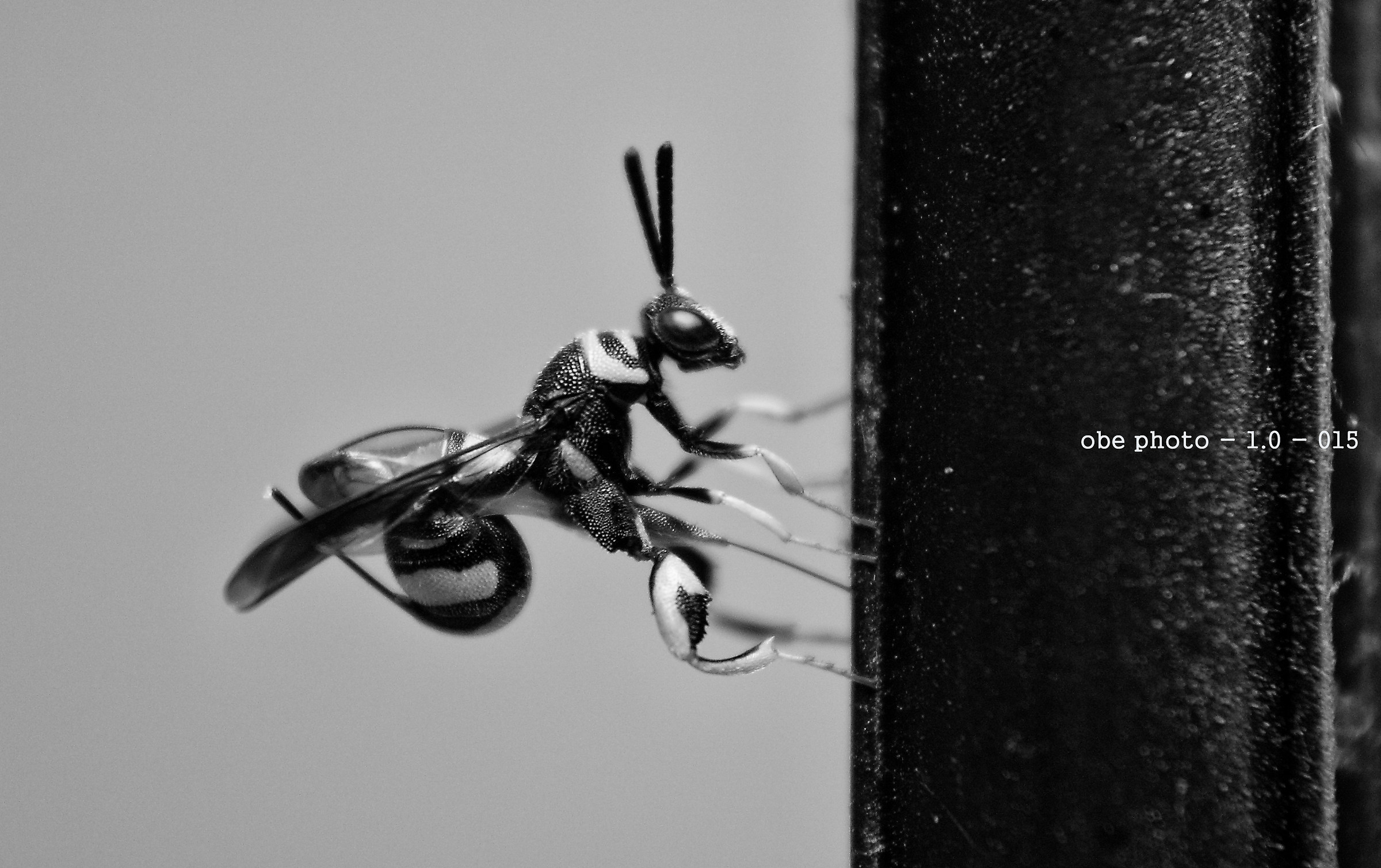 portrait infant Wasp