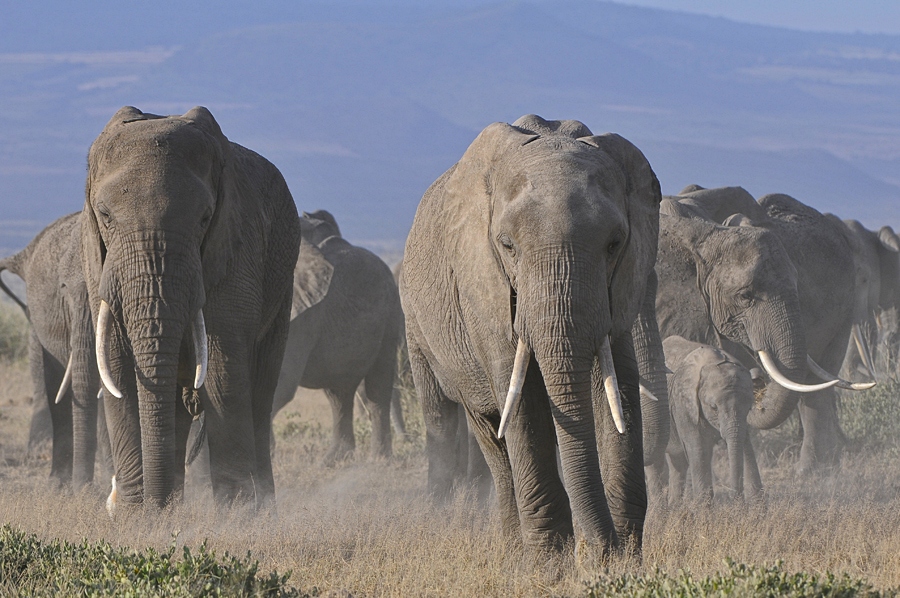 Be quiet!! - Kenya Amboseli