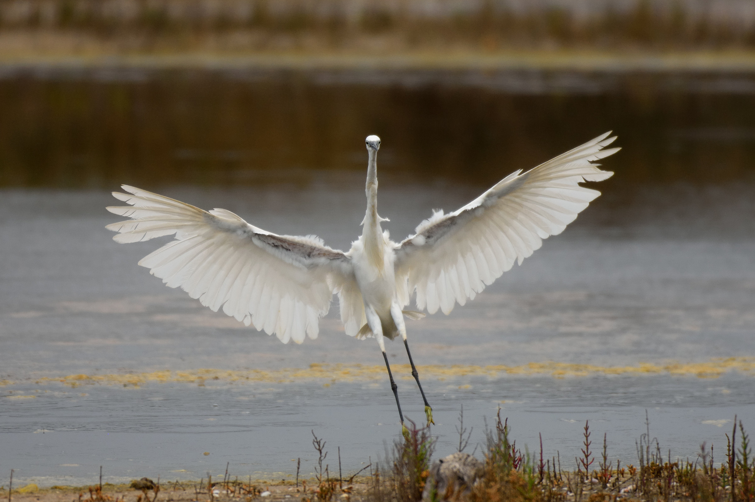 The angel disheveled!