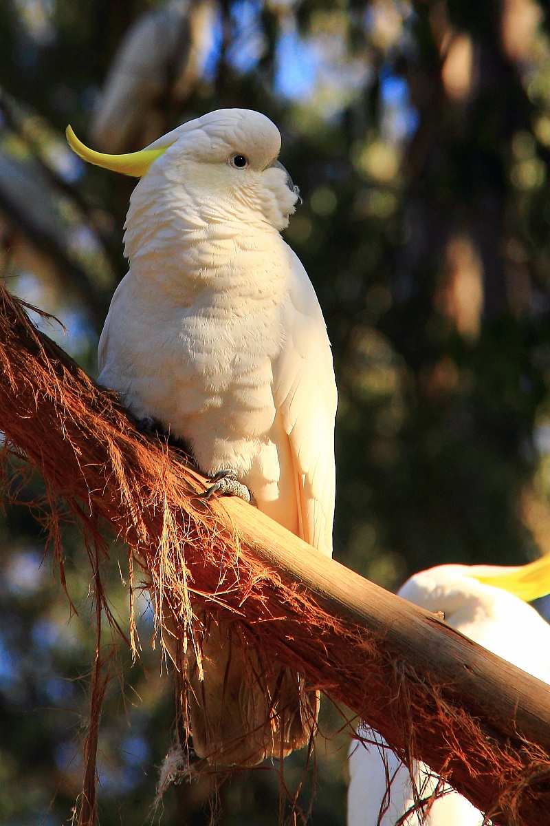 Cockatoo