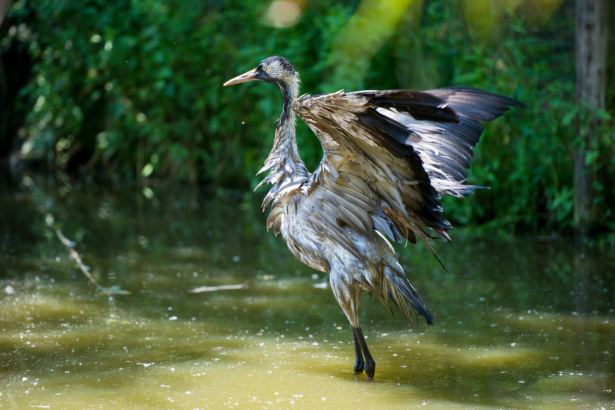 Not bad .... they are wet!