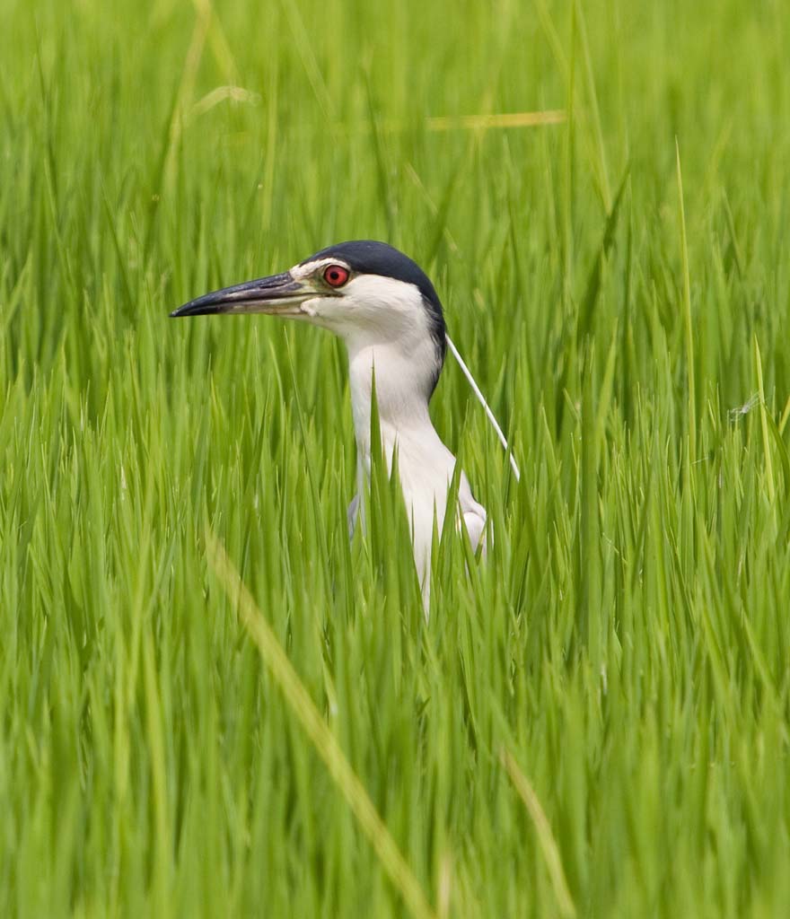 Night Heron in paddy