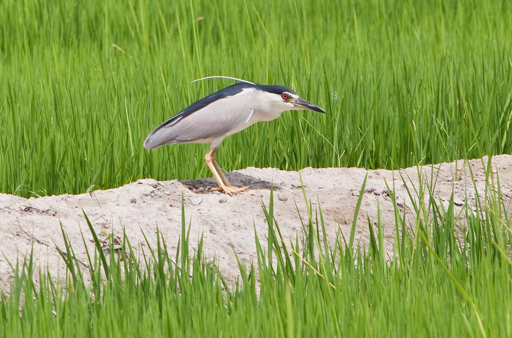 Night Heron