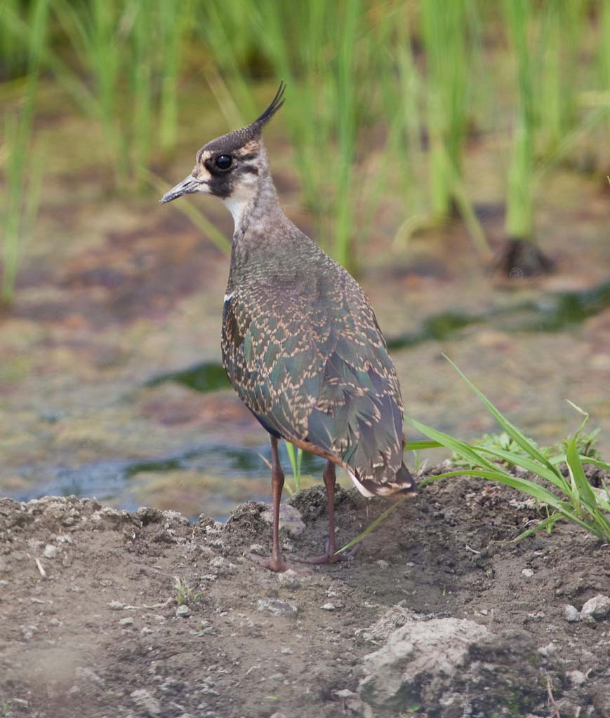 Lapwing in paddy