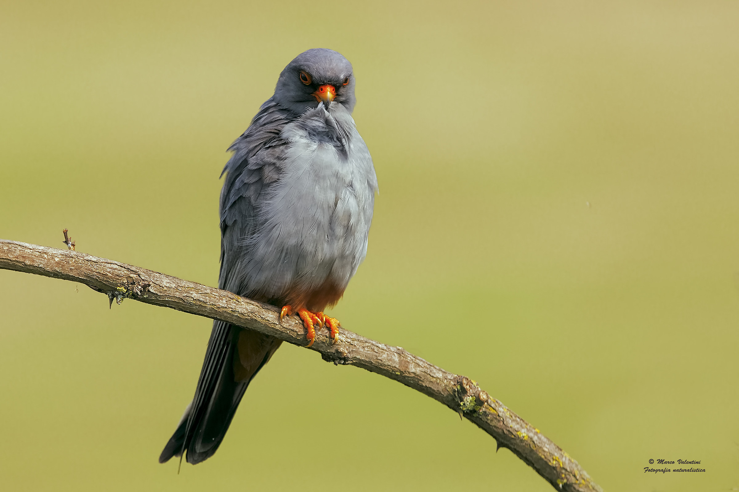 La cura del piumaggio - Maschio di falco cuculo
