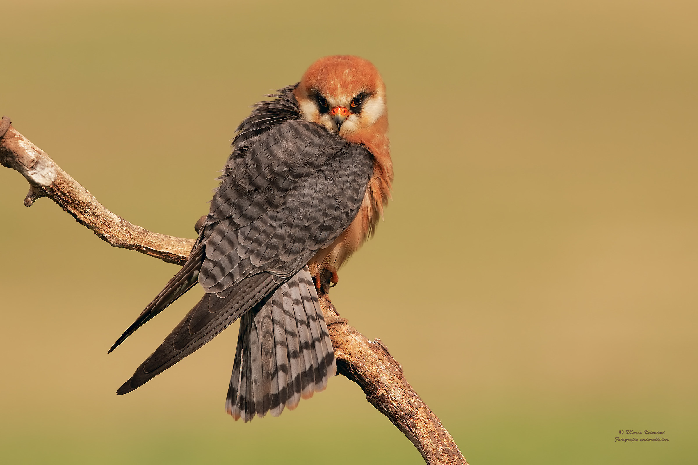 Falco cuculo femmina
