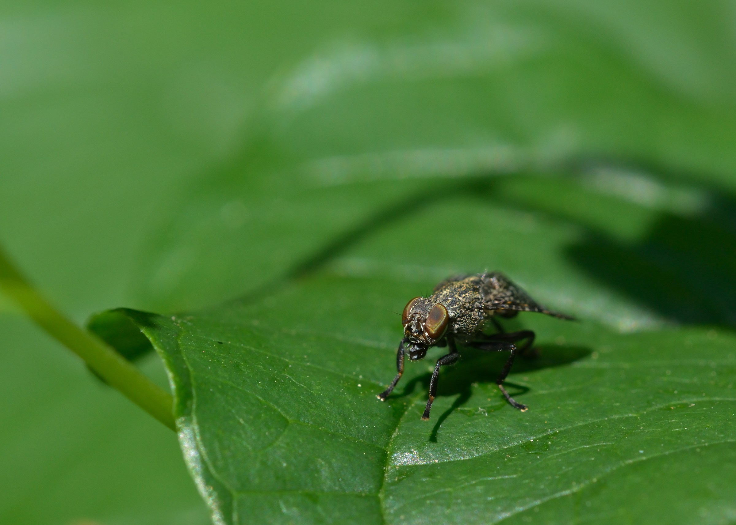 ...vieni qui se hai il coraggio!