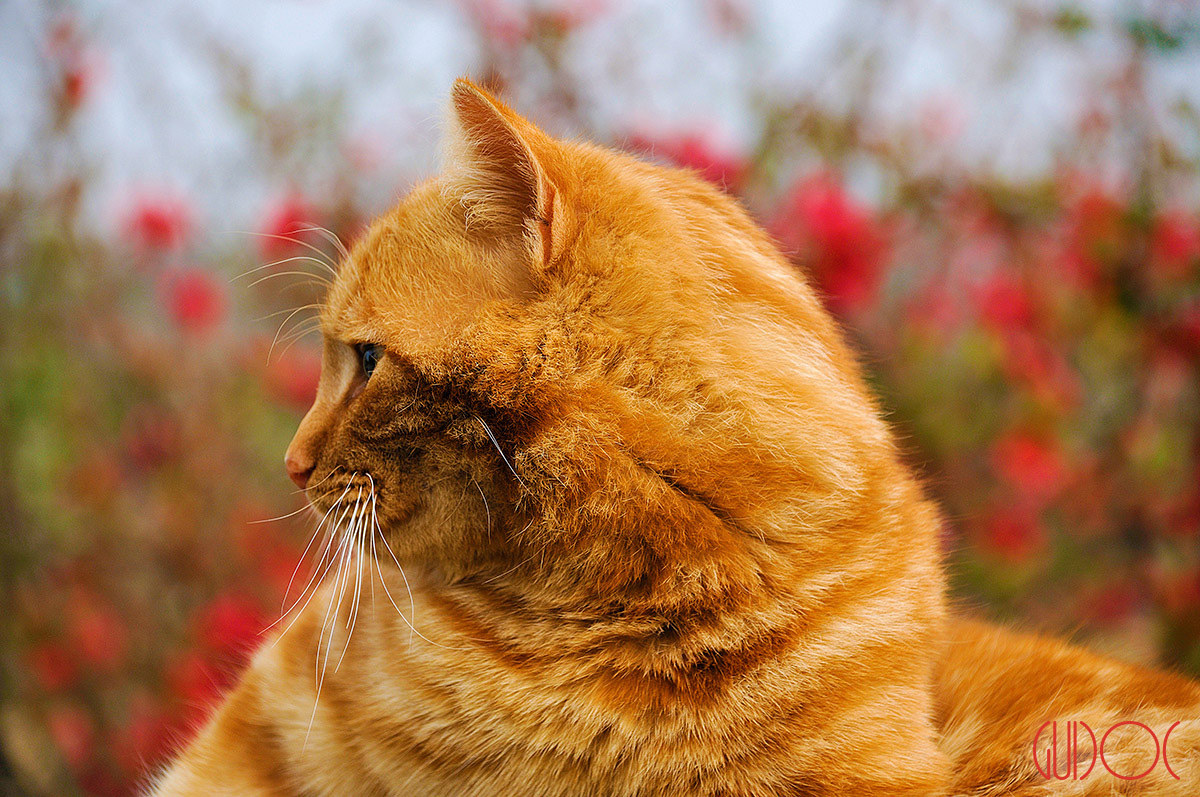 Non avrai il mio sguardo!