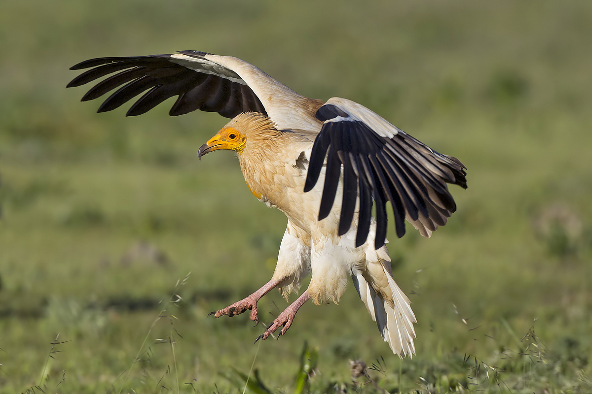 Egyptian vulture