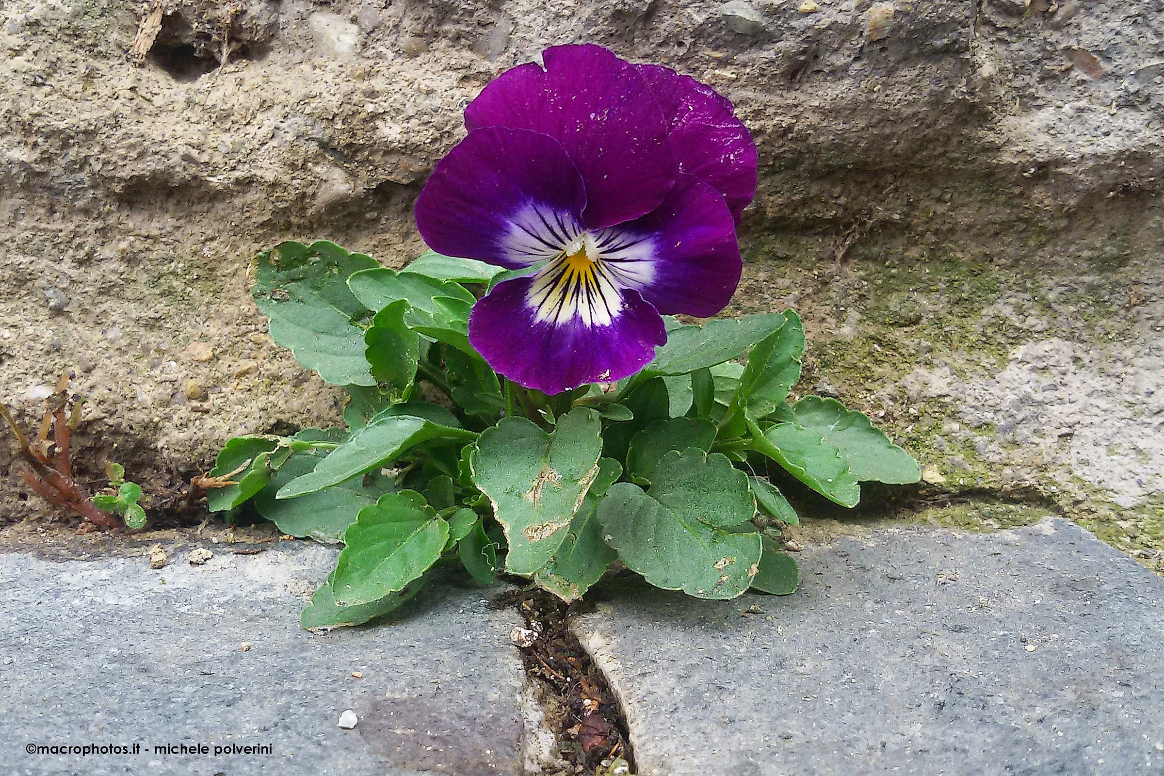 Viola Tricolor - The power of nature