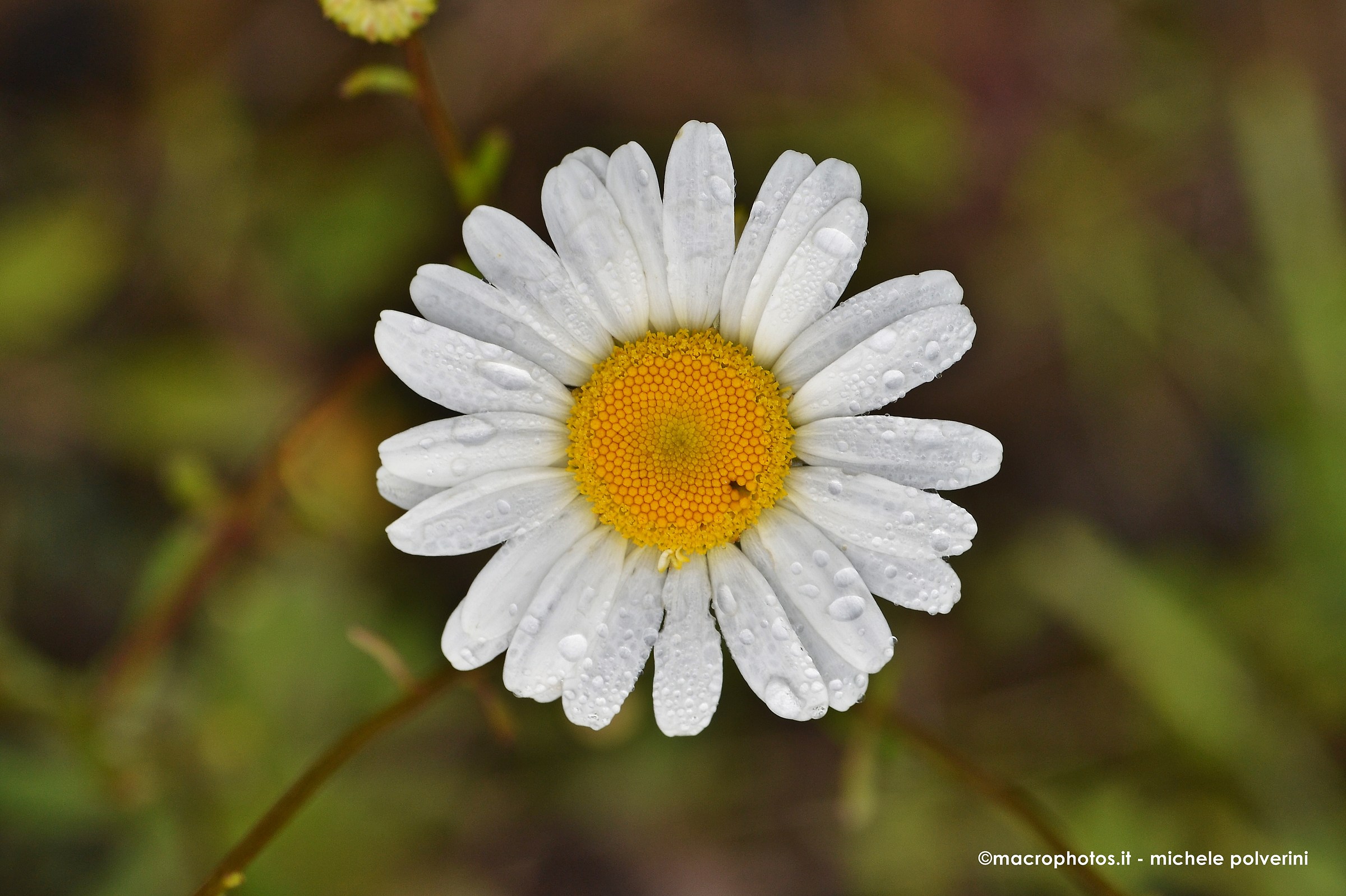 Daisy wet from the dew