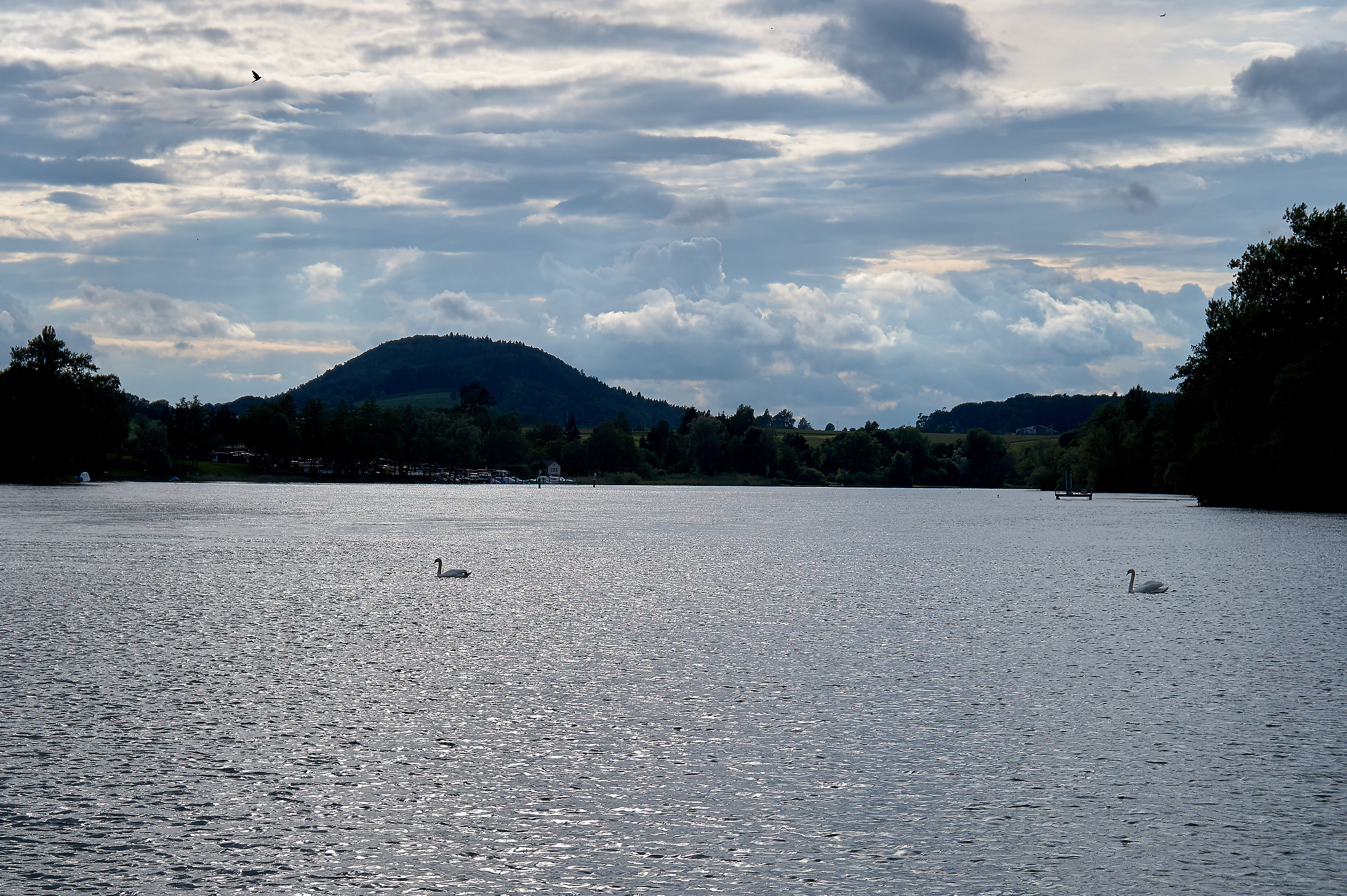 Swans on the Bodensee