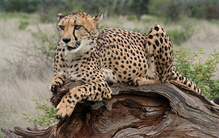Cheetah, Otjiwarongo, Namibia