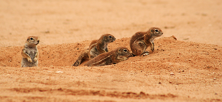Ground squirls, Kalahari, South Africa